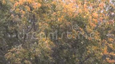 秋<strong>天降</strong>雪的慢镜头拍摄在褪色的树木背景上，几乎没有干叶